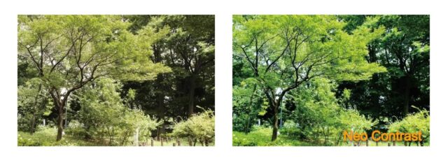 強い陽の光からのまぶしさを抑え、深い緑の美しさを体感できる