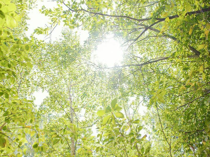 木々や葉っぱの間から差し込む木漏れ日の柔らかい光