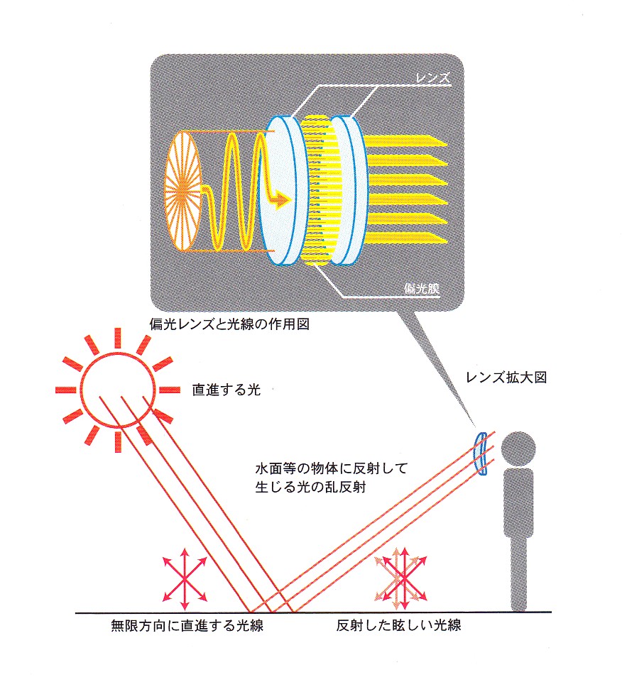 偏光レンズの仕組みと構造の説明図 コダックレンズ
