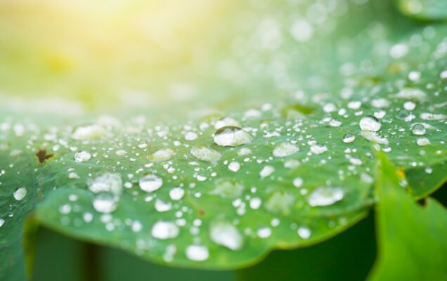 ロータスコートは、水をはじく超撥水コート 防汚効果もある