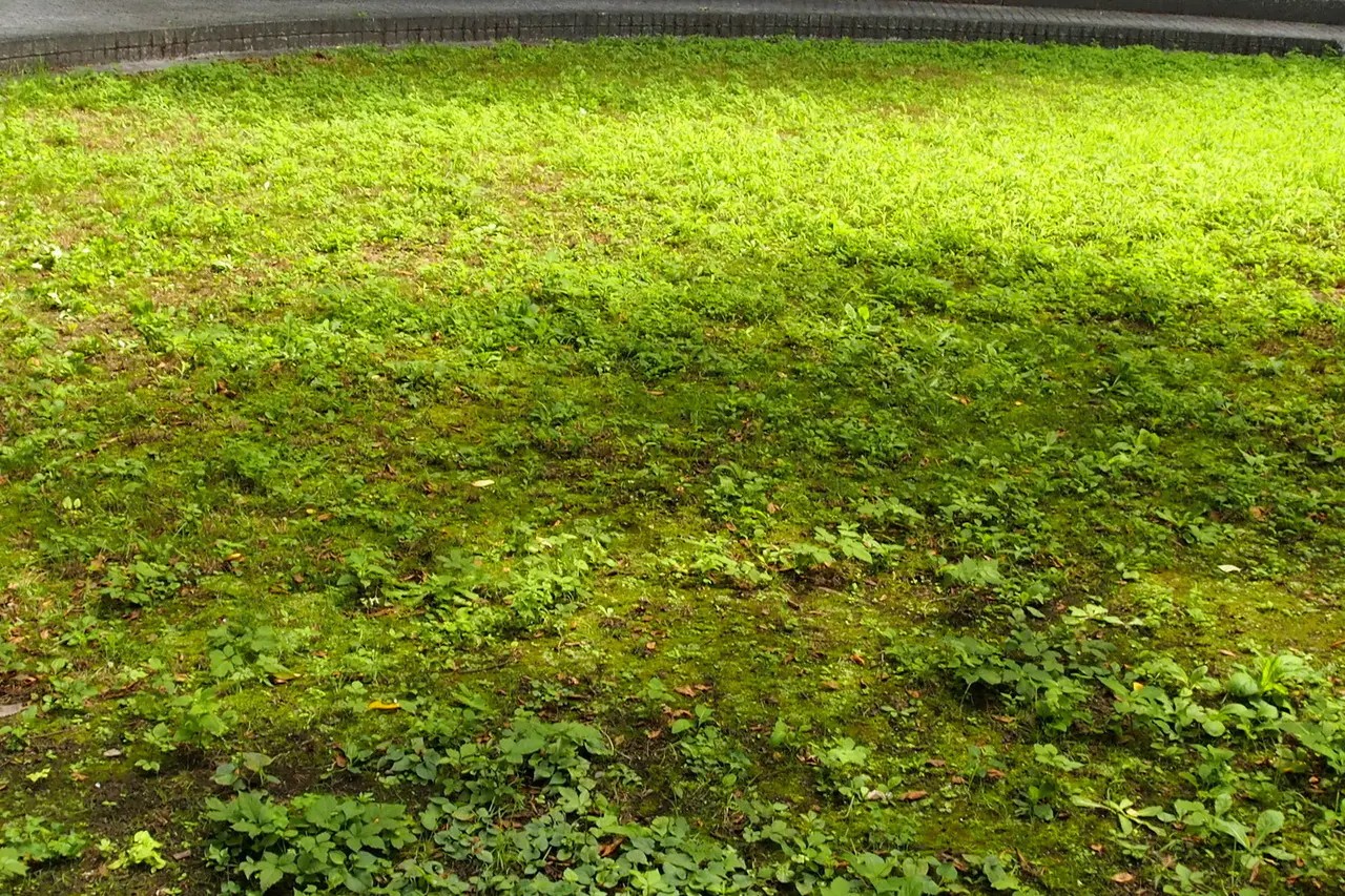 島根県の草地をペイル50の偏光機能サングラスで見た様子