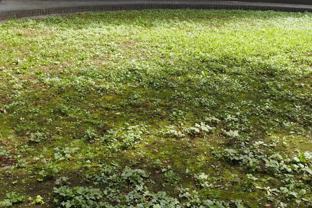 島根県の草地を裸眼で見た様子