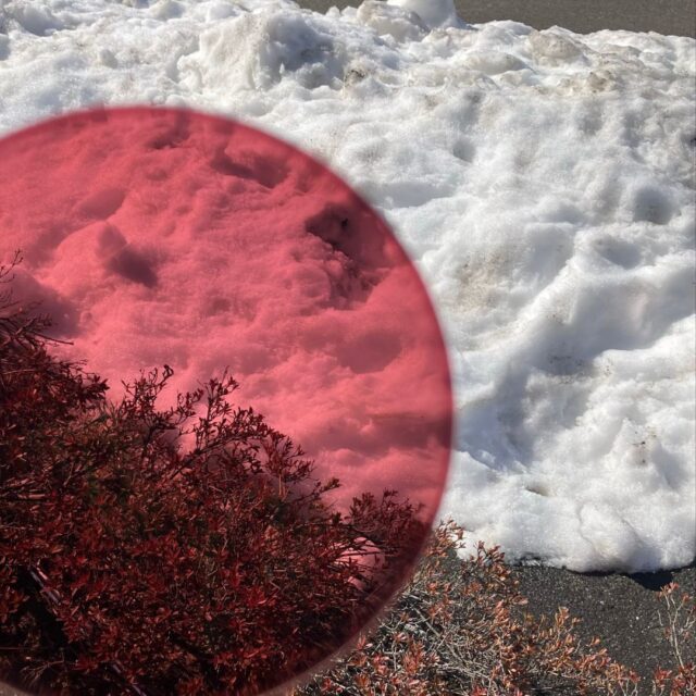 KODAK InstaShades Rose ローズ 調光レンズ 発色 屋外